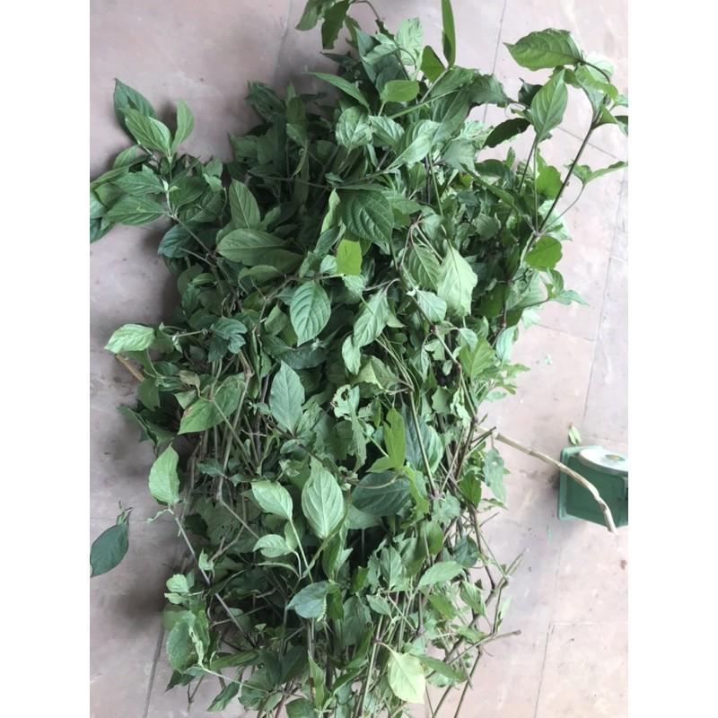 Cây cỏ xước tươi 500g