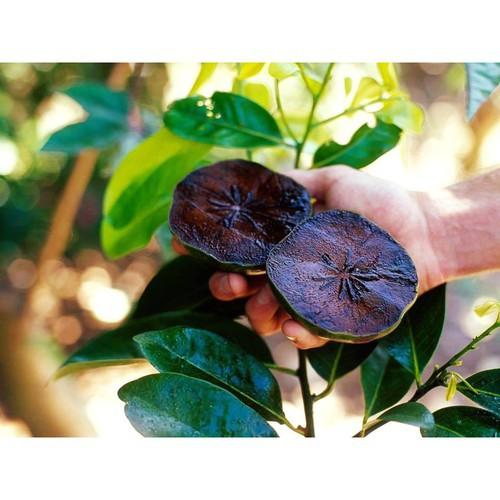 CÂY GIỐNG HỒNG ĐEN SOCOLA NHIỆT ĐỚI SIÊU NGON, CAM KẾT CHUẨN GIỐNG F1 - CGHDSCLF1