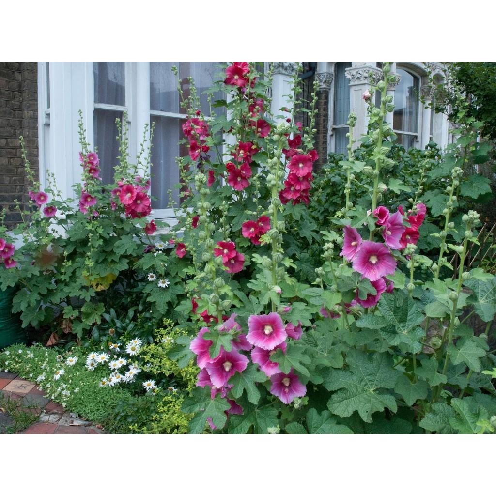 Hạt Giống Hoa Mãn Đình Hồng Đơn Nhiều Màu Mix