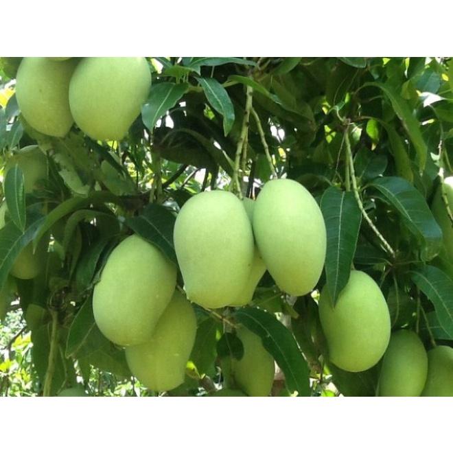 Cây giống Xoài Thanh Ca trồng chậu được.