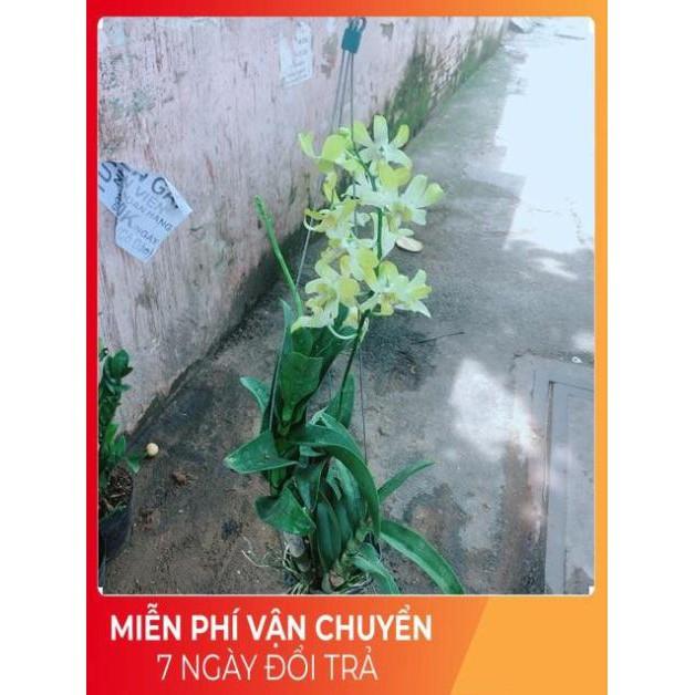 Lan Dendro Vàng Nhạt
