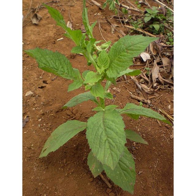 Hạt Giống Rau tàu bay KNS3705 - Gói 20 hạt