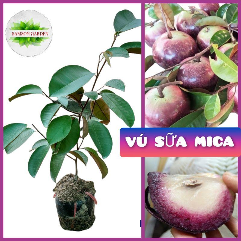 Cây Giống Vú Sữa Mica Vỏ Mỏng, Không Mủ️️Cây ghép chui cành, nhanh cho trái️