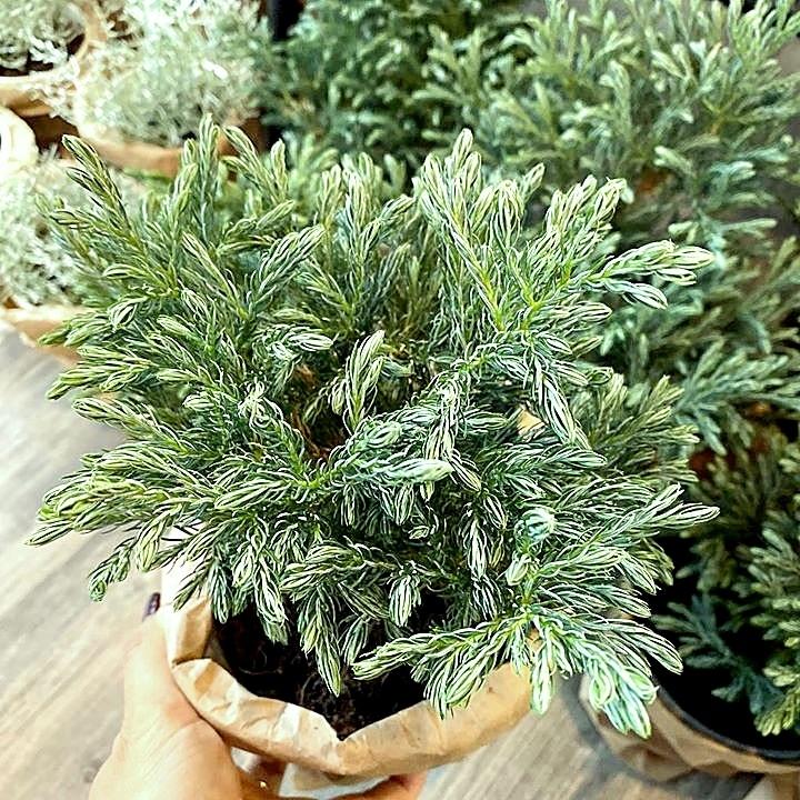 SẢN PHẨM: CÂY GIỐNG TÙNG TUYẾT