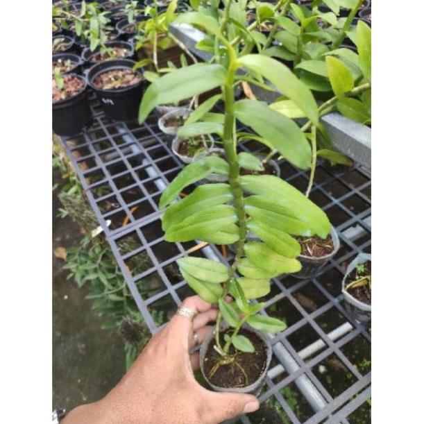 Sản Phẩm Hoa Lan Giả hạc 5ct Họng Hồng