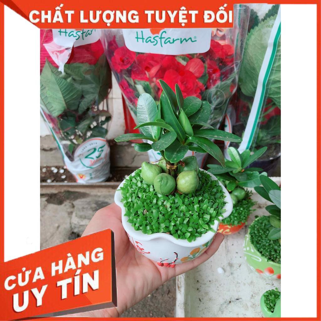 Chậu cây may mắn Nhiều Người Mua
