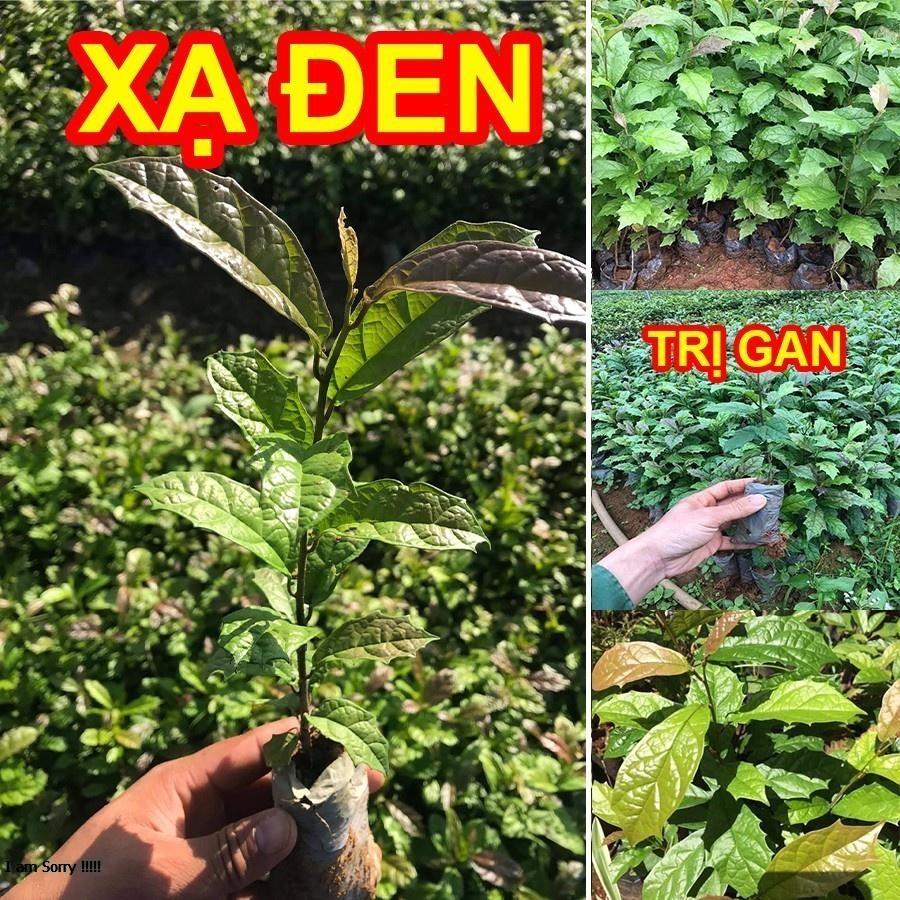 Cây giống Xạ Đen Hoà Bình, giải độc, mát gan