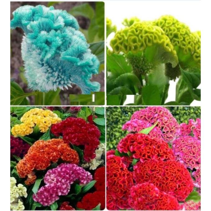 Combo 2 GÓI Hạt giống hoa Mào Gà búa mix màu - 1 gói 50 hạt