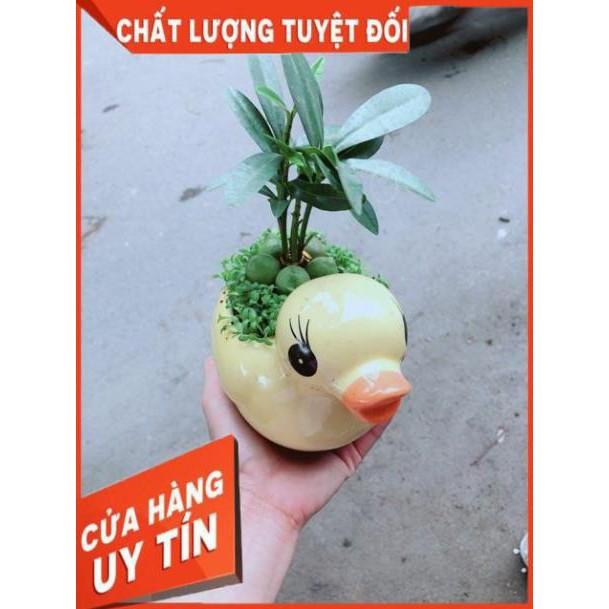 Chậu Vịt Vàng May Mắn