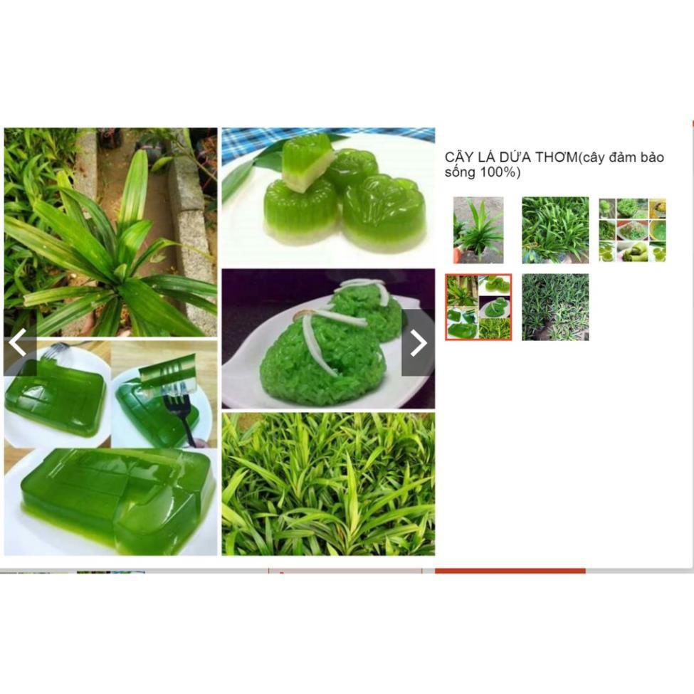 Sản phẩm Cây Ăn Trái cây giống viện nghiên cứu cây ăn quả