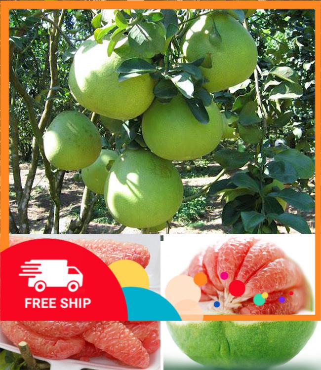 Bưởi da xanh miền nam CHẤT LƯỢNG UY TÍN
