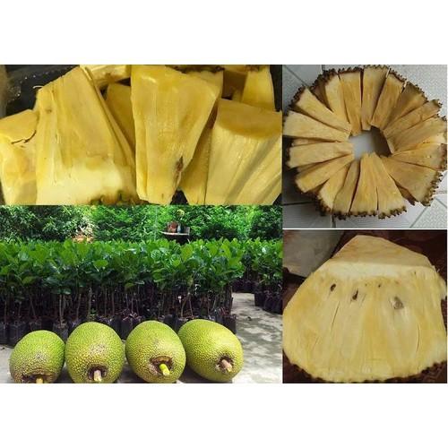 CÂY GIỐNG MÍT KHÔNG HẠT SIÊU NGỌT.CAM KẾT GIỐNG CHUẨN, BẢO HÀNH CHUẨN F1 - cgmkhcf1