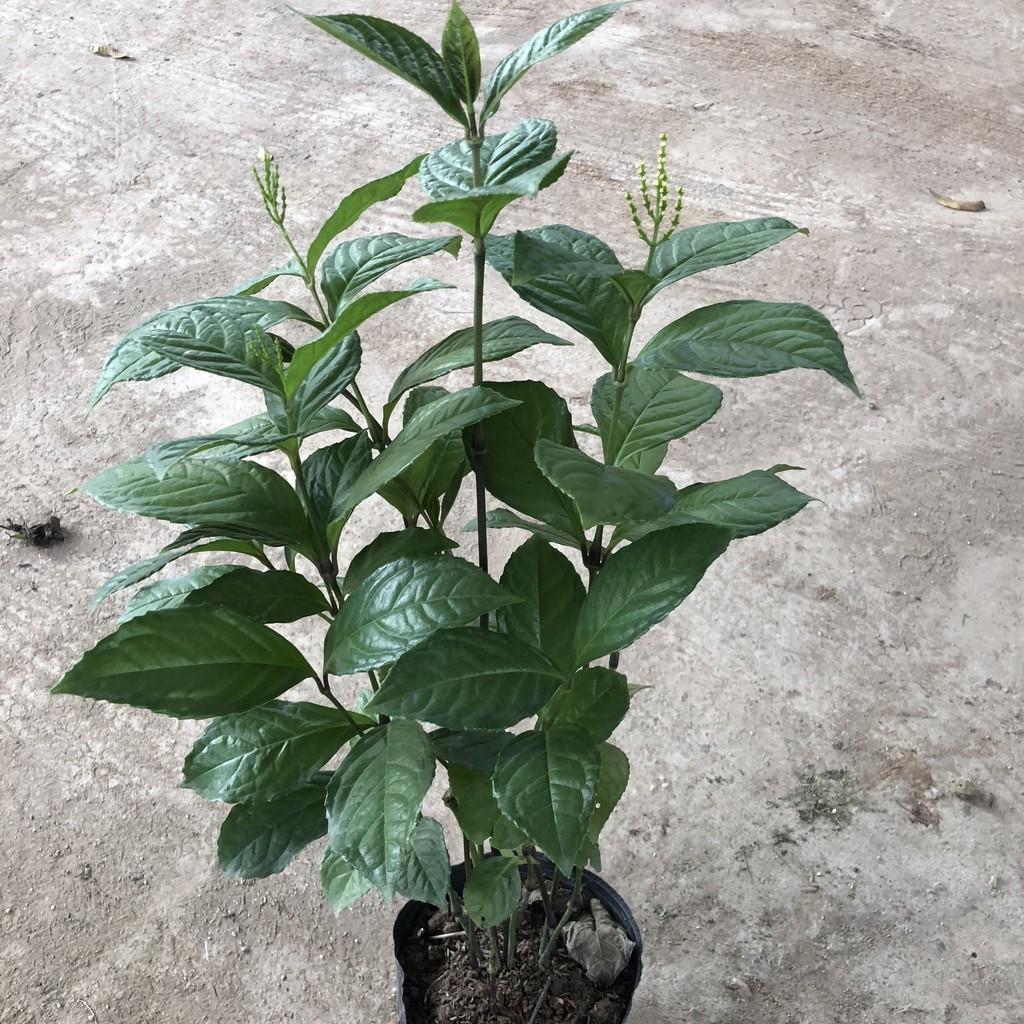 Cây hoa sói, chiều cao 35-40cm mùi thơm từ hoa và lá giúp thư giãn, thích hợp trang trí cảnh quan để phòng khách