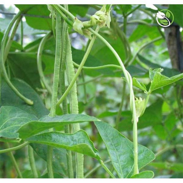 Hạt Giống Đậu Đũa hạt nâu YARD LONG BEAN 099 - gói 50gram