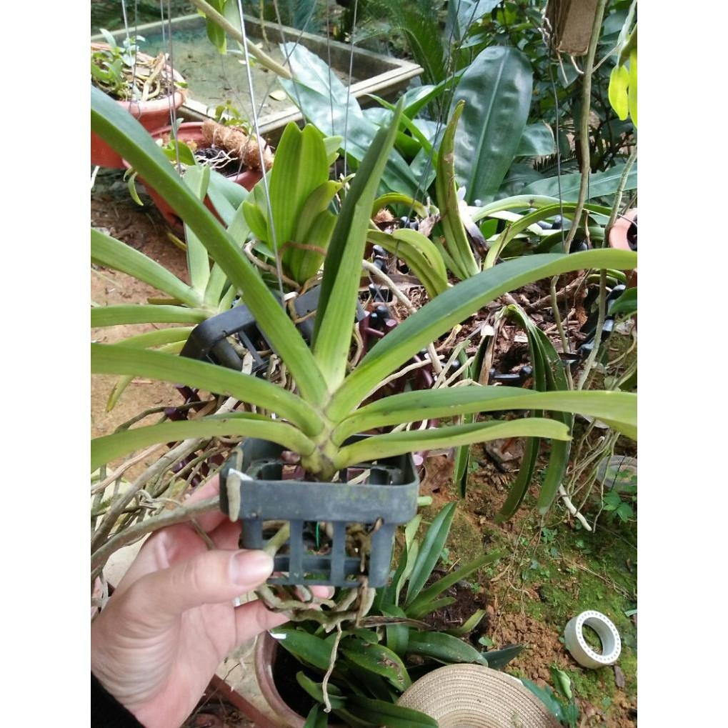 Hoa phong lan đai châu hoa tết