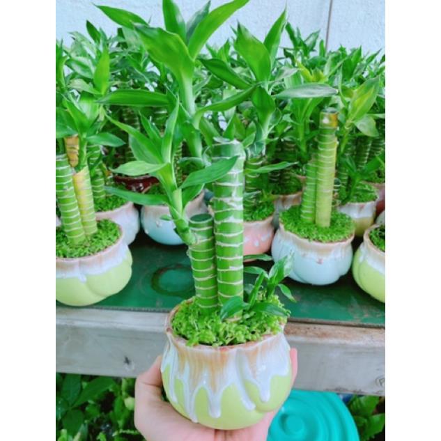 Chậu phát tài giò gà hay chân gà