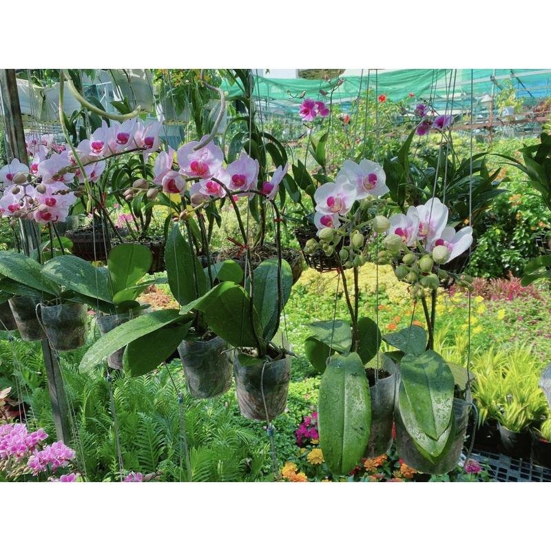 Lan Hồ Điệp Hàng Đẹp