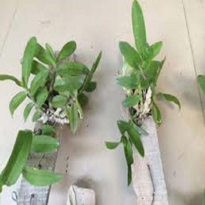 Sản Phẩm Hoa lan - trầm rừng myamar