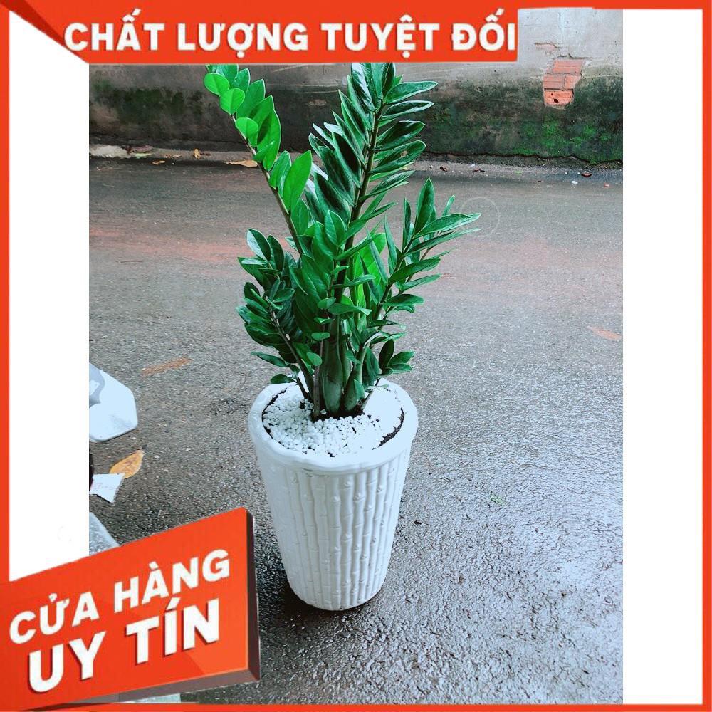 Chậu Kim Tiền Size Đại