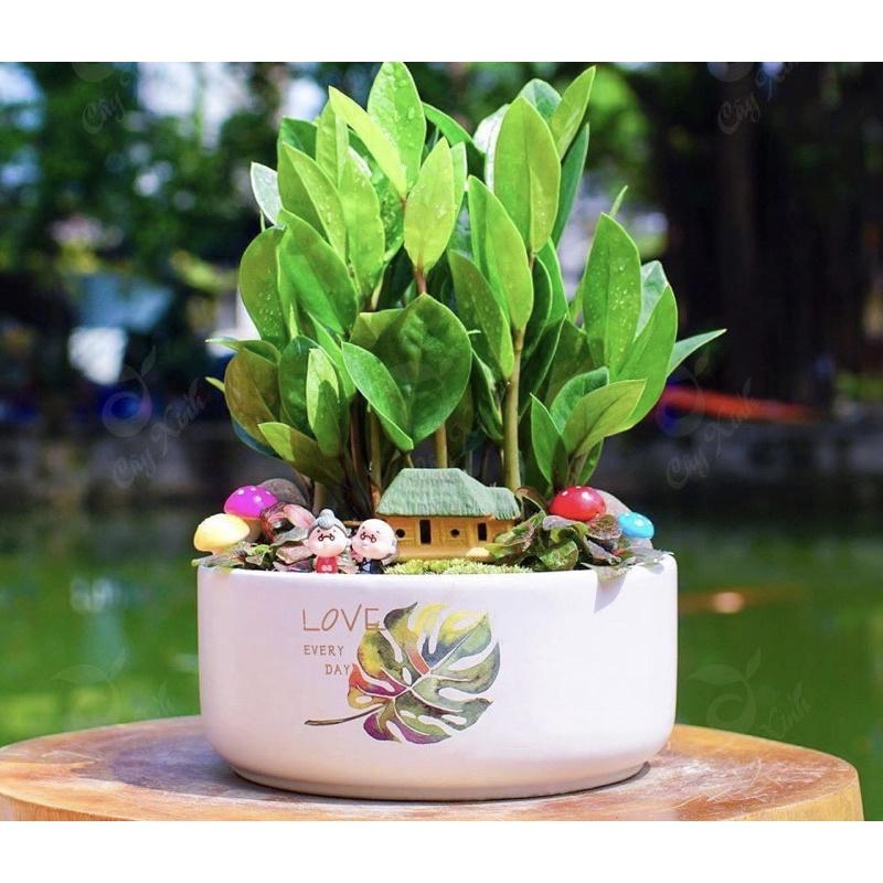 Ang Trụ Trồng Cây Cảnh Mini Cực Xinh
