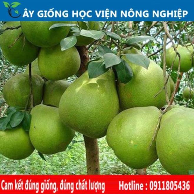 Sản phẩm Cây Ăn Trái bưởi tân lạc vỏ vàng ruột đỏ