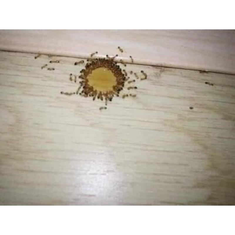 Combo 10 lọ diệt kiến gián sinh học