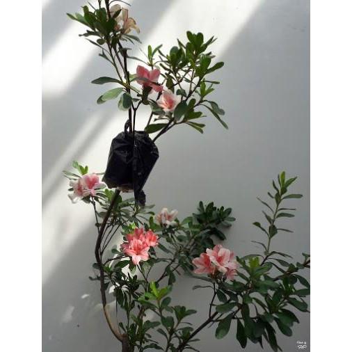 COMBO 3CÂY GIỐNG HOA ĐỖ QUYÊN NHẬT BẢN MIX MÀU