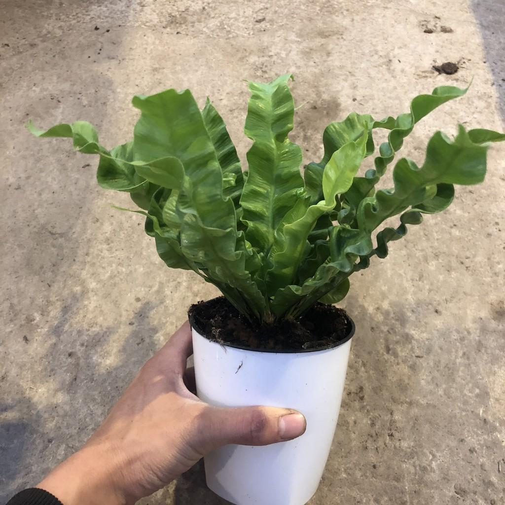 Cây tổ yến để bàn, chiều cao cây 20-25cm lá uốn xoăn cực bắt mắt sức sống cực tốt, thích hợp trang trí nội thất
