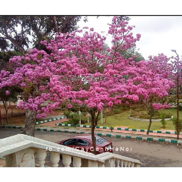 Cây giống PHONG LINH TÍM - hoa tím cực đẹp,gửi đi nguyên bầu