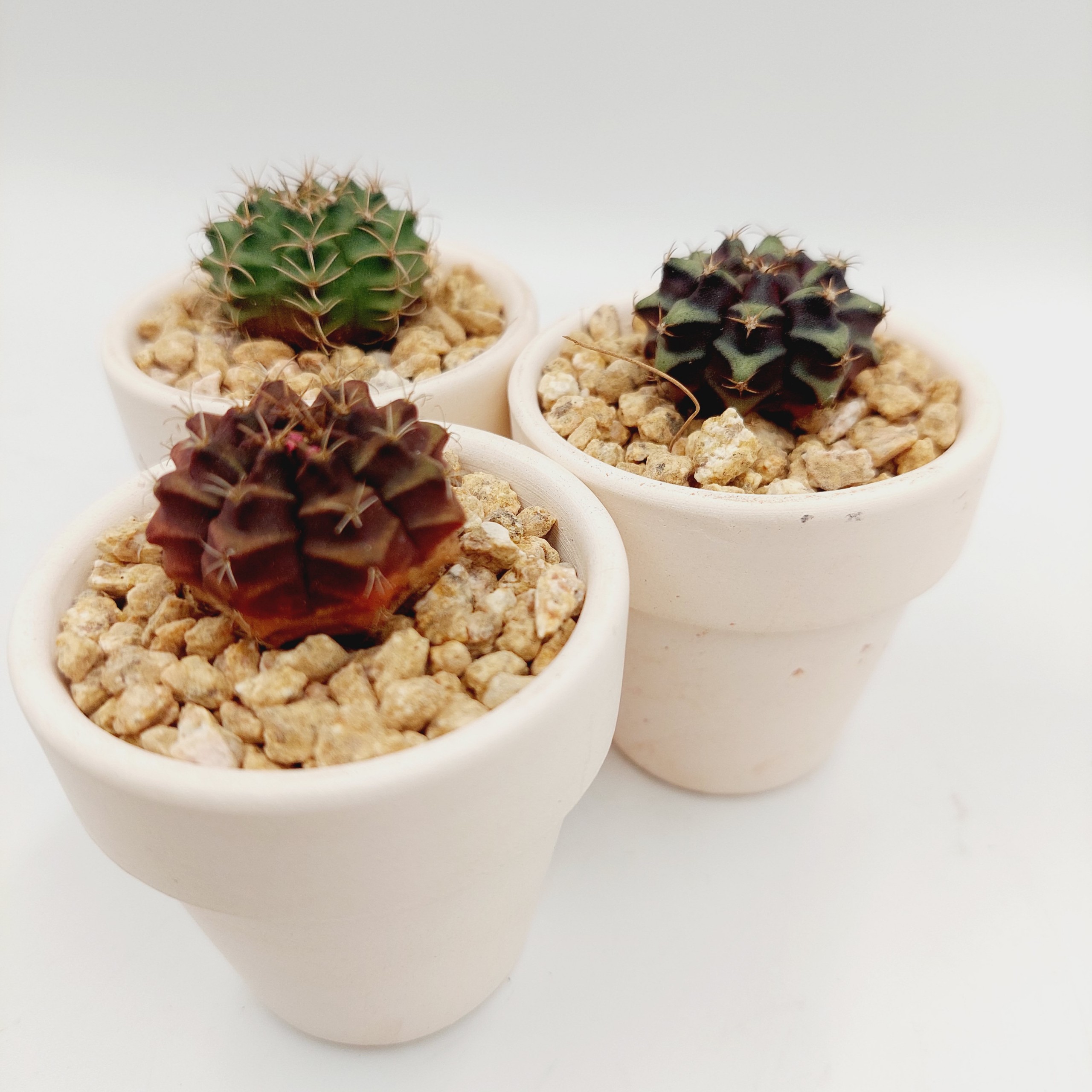 Xương rồng GYMNO size 2-3cm, vân xanh, vân tím - TERRACOTTA GARDEN, SUCCULENTS AND CACTUS GARDEN