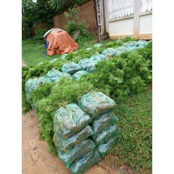 Com bo 10 cây giống đinh lăng nếp