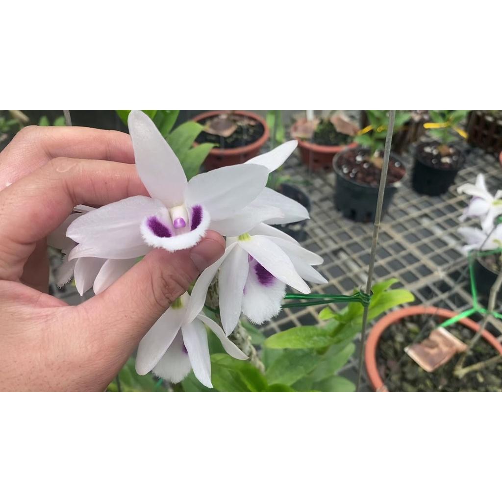 Cốc lan phi điệp đột biến 5 cánh trắng VIỆT BẮC , hoa cực đẹp, cực hiếm, hàng gieo hạt, cây y hình