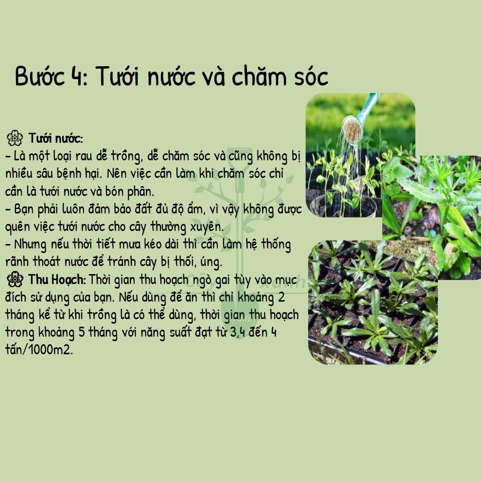 Hạt Giống Ngò Gai (Mùi Tàu) Dễ Trồng, Thơm 5Gr - Phú Nông Seeds - Shop Đất sạch, Phân Bón, Hữu Cơ, Xơ Dừa