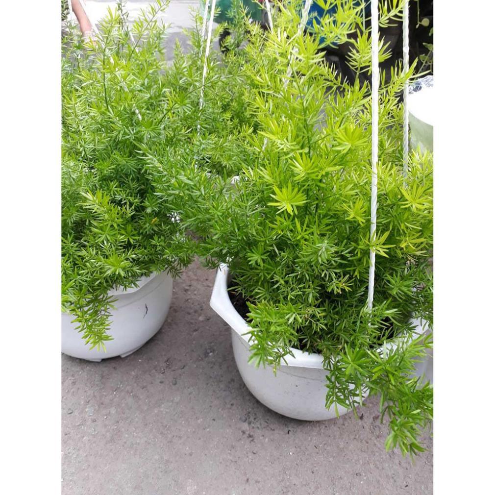 CÂY THIÊN MÔN ĐÔNG SIÊU ĐẸP -LOÀI CÂY VƯỢNG PHONG THỦY CHO GIA CHỦ + Tặng 01 cây dâu da đất