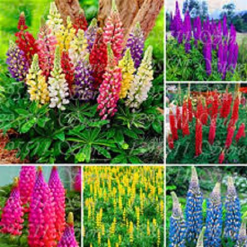Hạt Giống Hoa Đậu Lupin Mix Màu 50hạt/gói