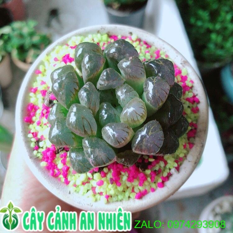 Chậu Cây Kim Cương Copi Màu Nâu