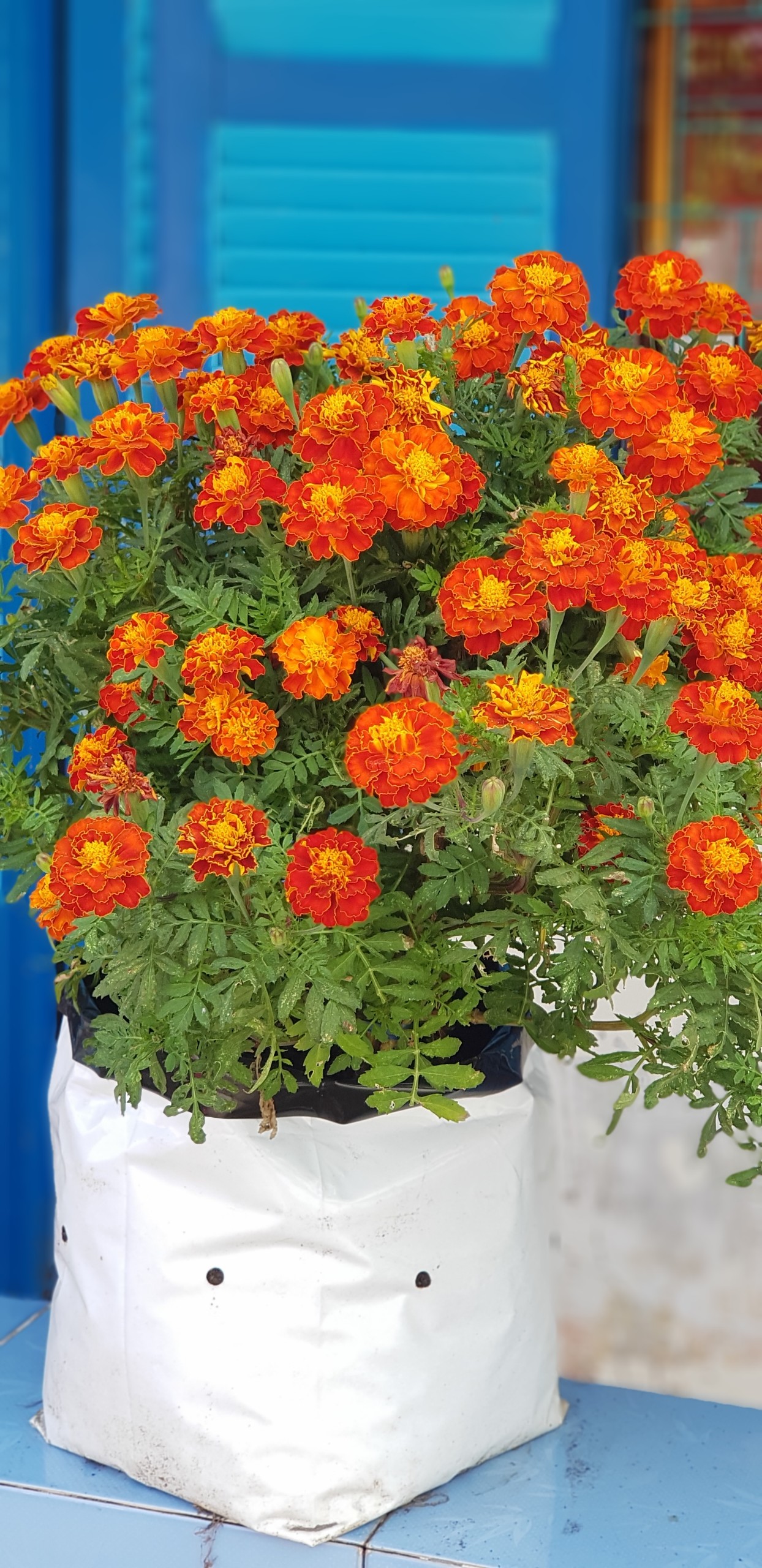 Hạt giống hoa vạn thọ pháp F1 Phú Nông dễ trồng