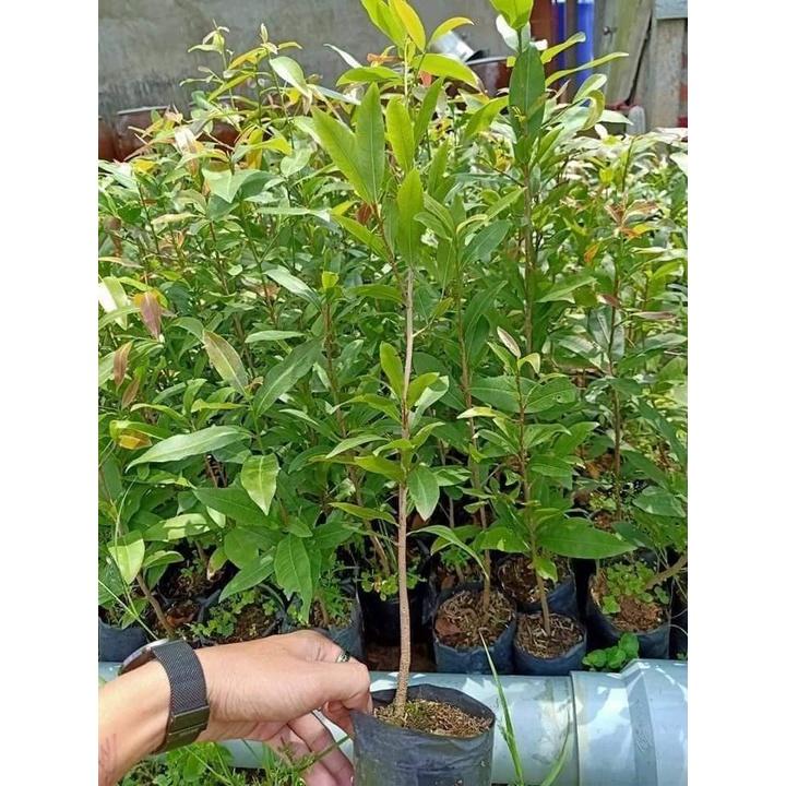 CÂY GIỐNG MAI TỨ QUÝ giống chuẩn cao 1m