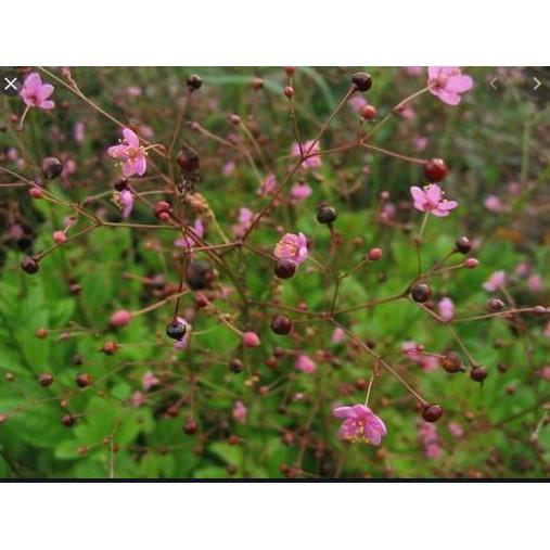 Gói 15 hạt giống Sâm Đất
