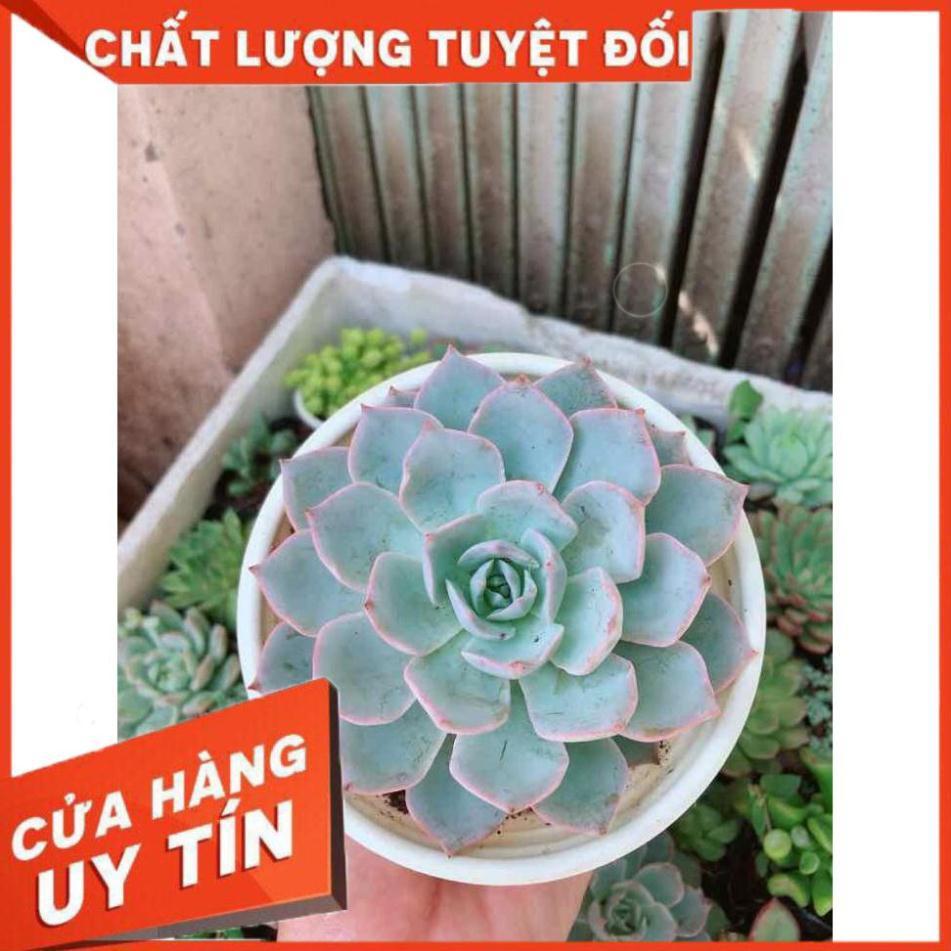 Sen đá hồng phấn Nhiều Người Mua