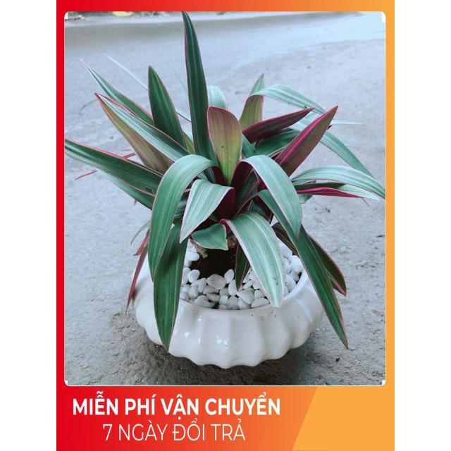 Chậu Cây Bảy Sắc Cầu Vòng