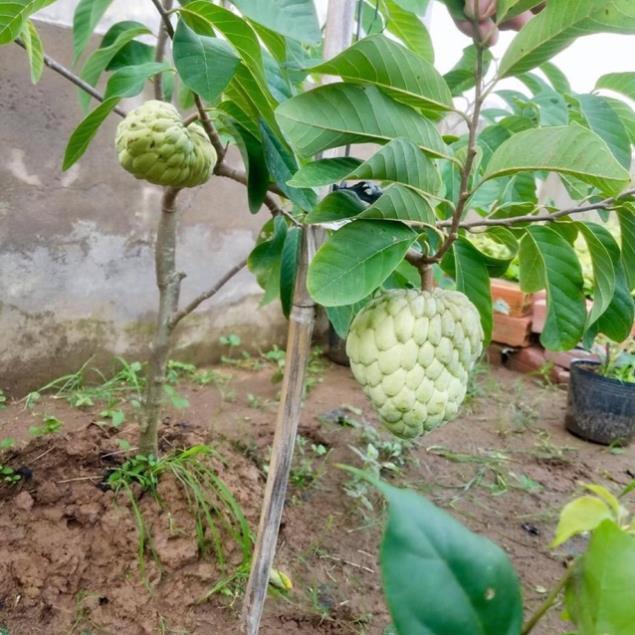Cây na thái + Tặng 01 cây dâu da đất
