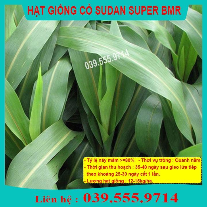 HẠT CỎ CHĂN NUÔI SUDAN SUPER BMR 1KG - CỎ BMR SIÊU NĂNG SUẤT VÀ DINH DƯỠNG