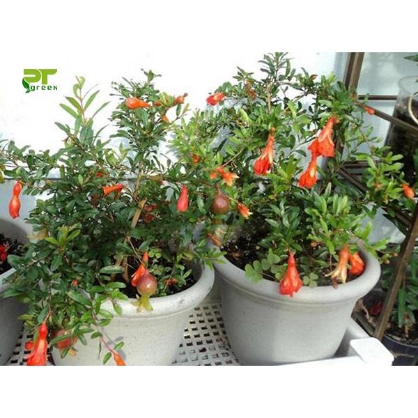 Cây lựu đỏ lùn Thái bonsai mini- cây sẵn hoa và quả