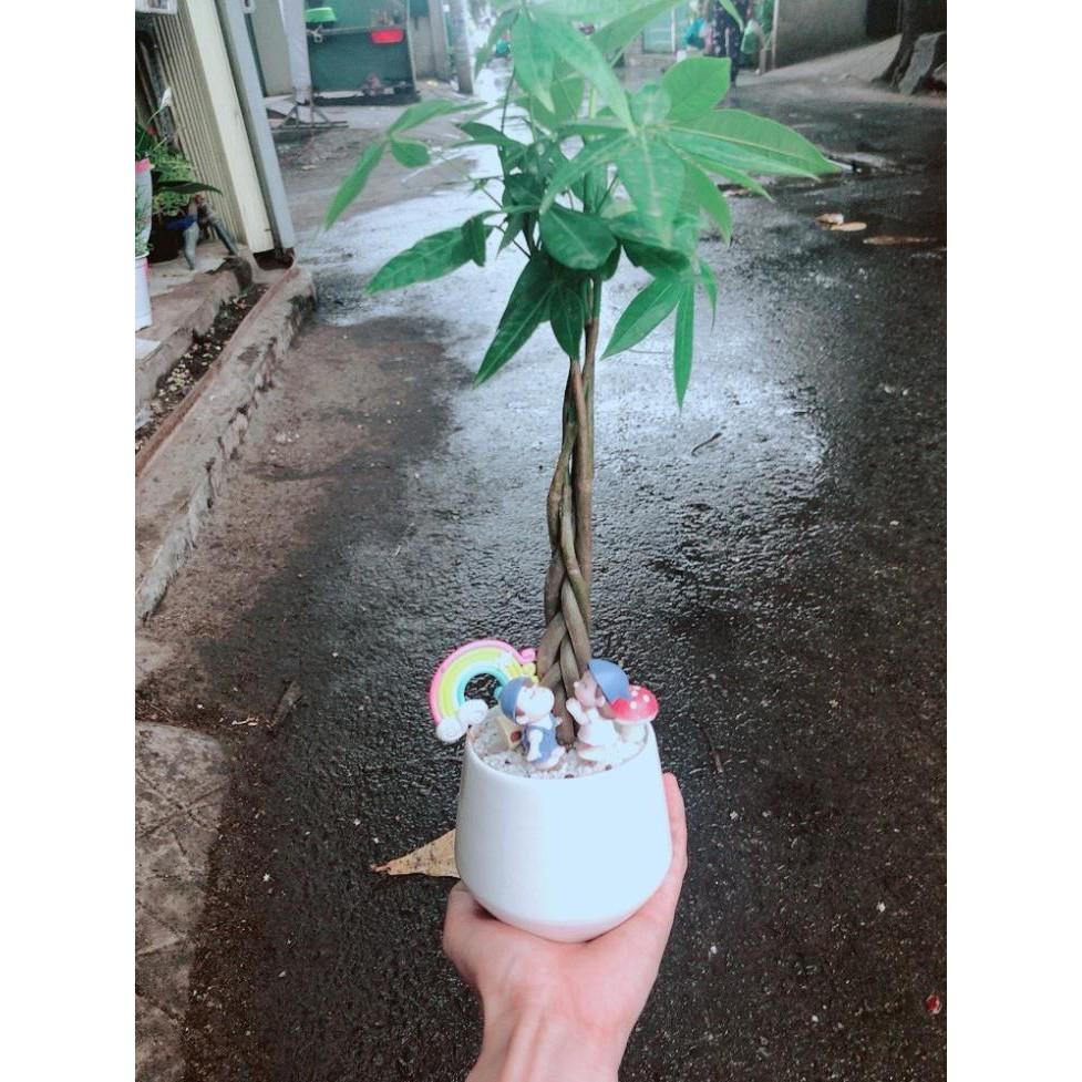 Chậu kim ngân tiểu cảnh Bán Chạy