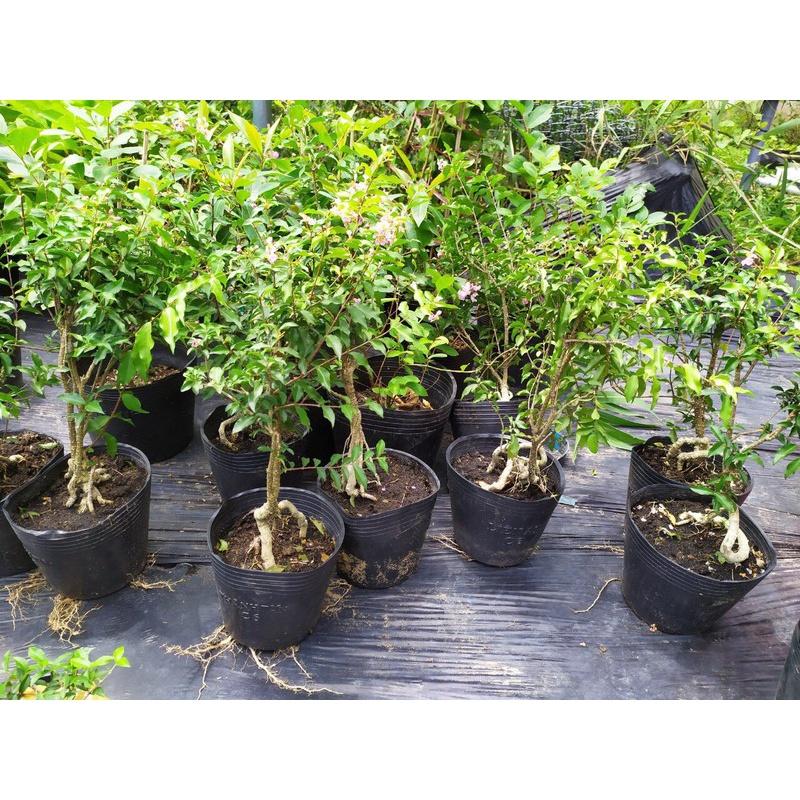 Chậu Hồng Ngọc Mai -cây phôi lớn