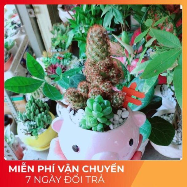 Chậu Xương Rồng Sen Đá