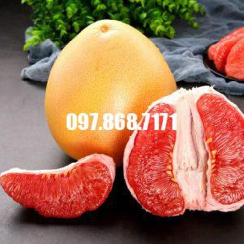 Cây Bưởi đỏ Phúc Kiến
