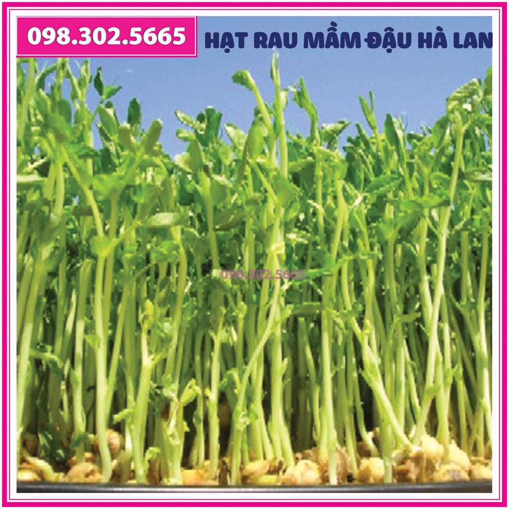 Bộ 10 gói Hạt rau mầm đậu hà lan - gói 90g - Trồng rau mầm sạch, rau mầm hữu cơ an toàn tại nhà