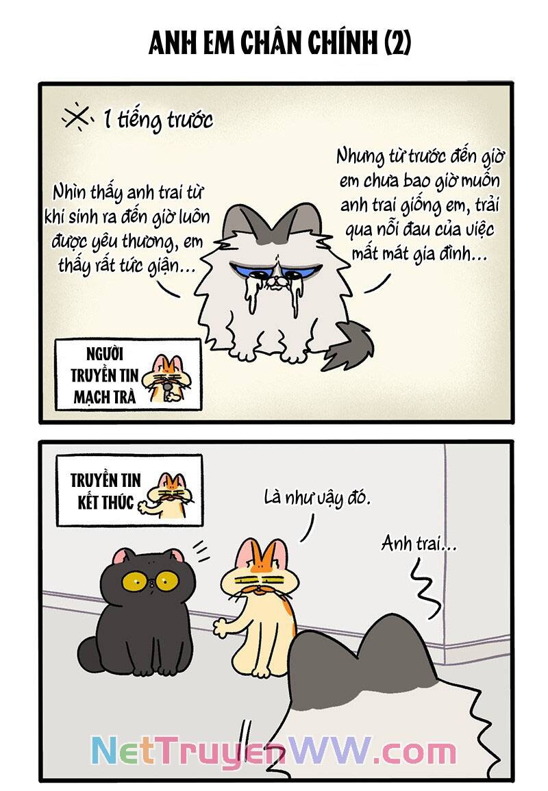 a mãn và mạch trà chapter 49 3